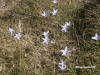 Snowy Mountains - Kosciuszko wild flowers